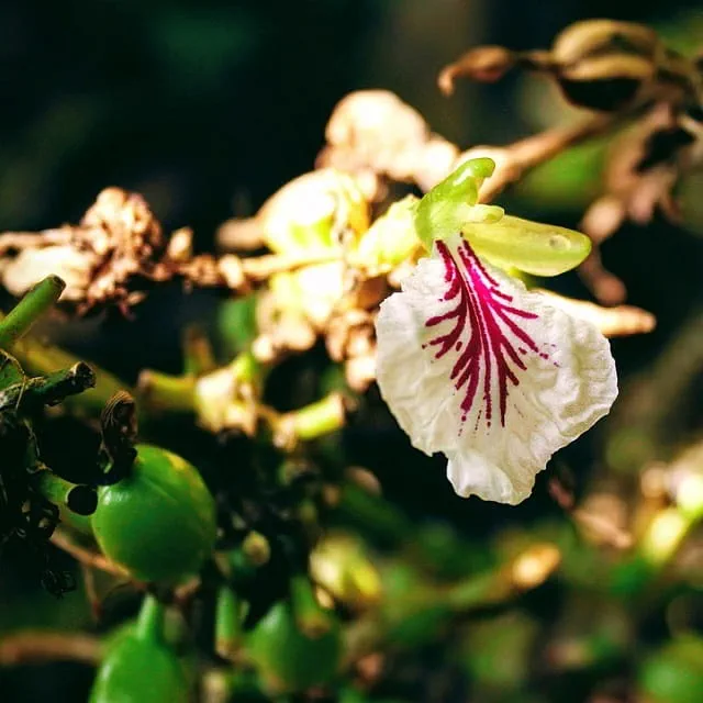 À la découverte de la Cardamome