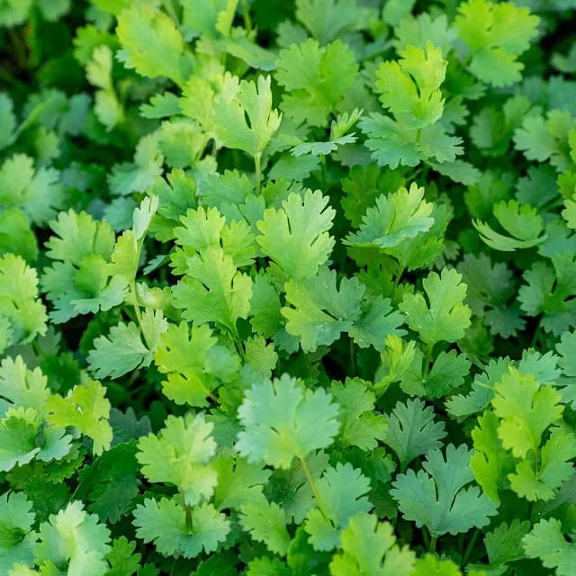 coriander
