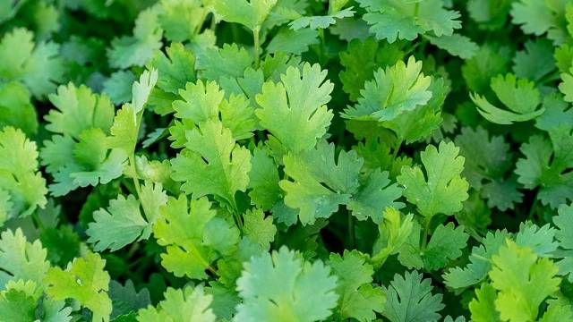 coriander