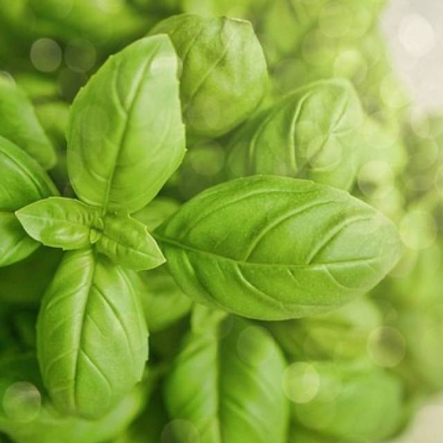 Basilikums