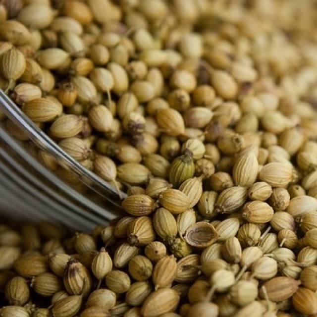 Alles an der Korianderpflanze ist gut.