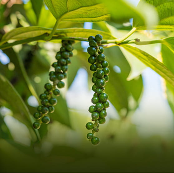 Spice Story Pepper Plant