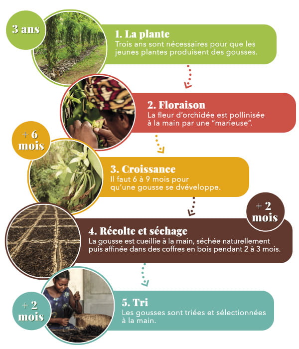 Schema-culture-vanille-DESK_1200x500_V1