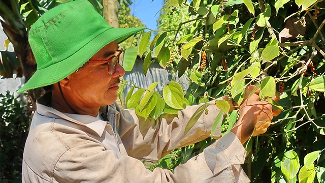 Net Zero Black Pepper