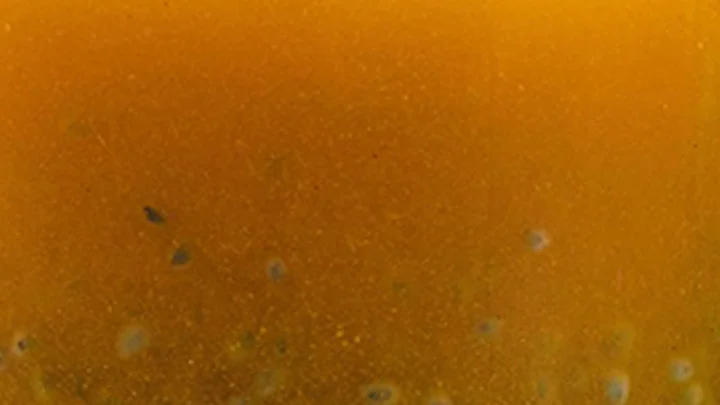 mango_basil_seed_vinaigrette_800